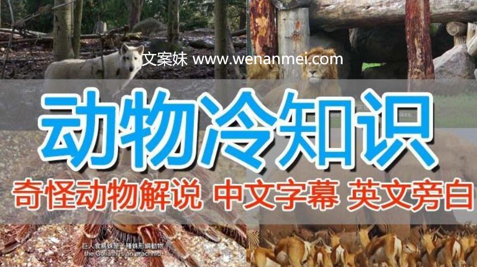 【视频课程】国外纪录片解说教程(动物解说、美食、动画片)稳过中视频-AI电影文案解说网