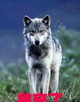 剧情《狼来了》电影解说文案(狼来了故事文案)-AI电影文案解说网